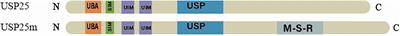 Emerging Roles of Ubiquitin-Specific Protease 25 in Diseases